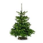 Sapin Lidl 200cm