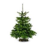 sapin Lidl 150cm