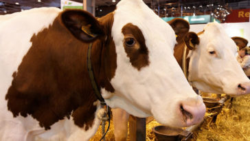 aller au salon de l'agriculture avec les enfants